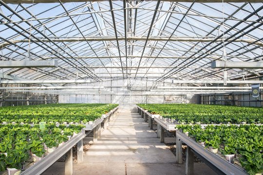 Großes Gewächshaus mit Glasdach und langen Pflanztischen voller grüner Topfpflanzen