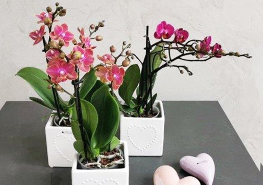 Dekoration mit rosa Kirschzweigen in viereckigen Glasvasen und weißen Dekosteinherzen.